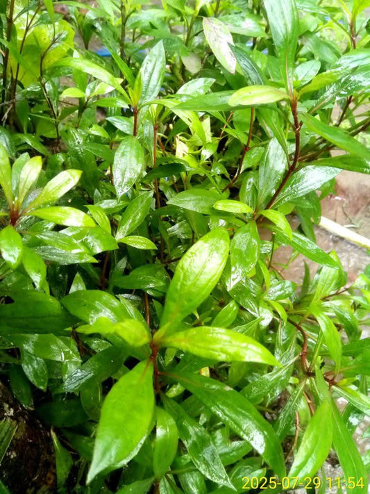Ayapana Plant