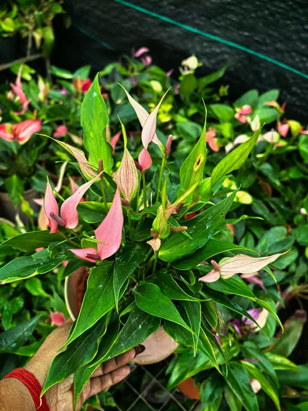 Bushy Anthurium 2