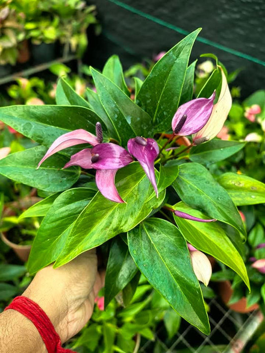 Bushy Anthurium 3