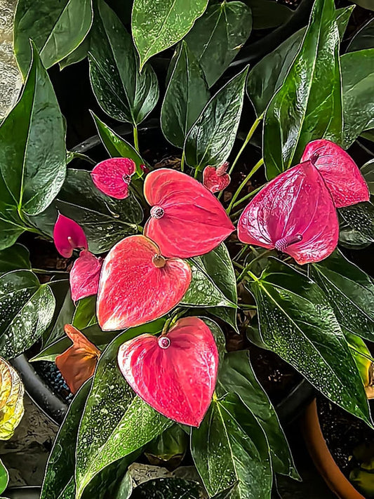 Bushy Anthurium 4