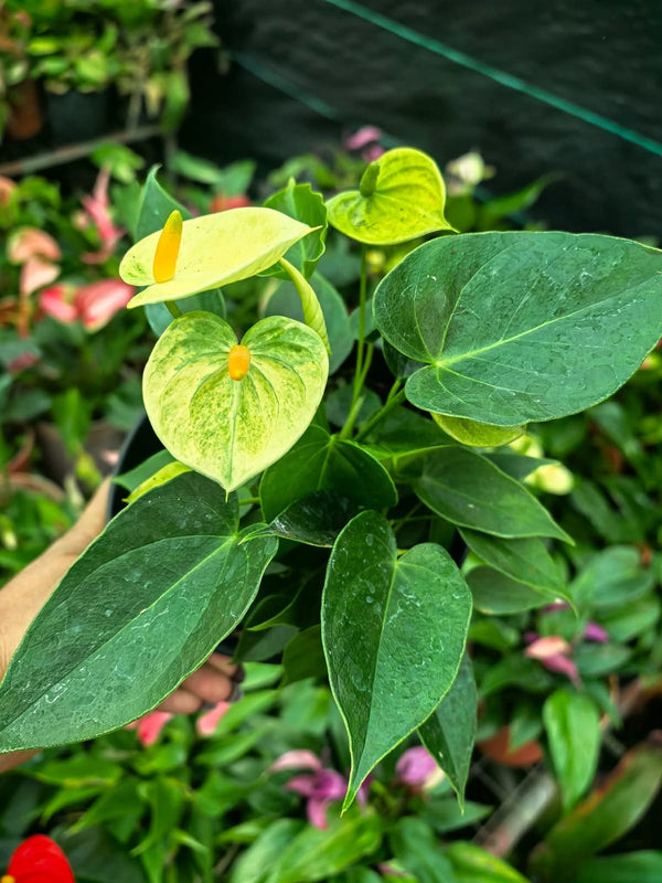 Bushy Anthurium 7