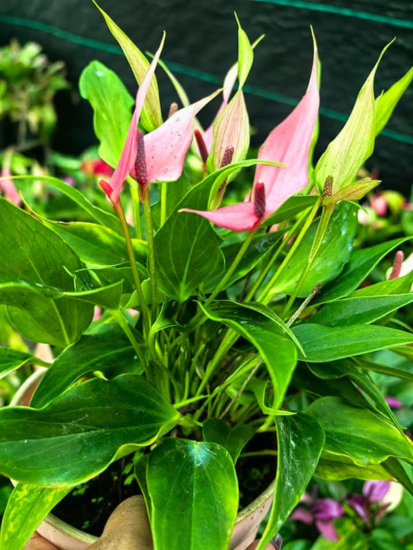 Bushy Anthurium 1
