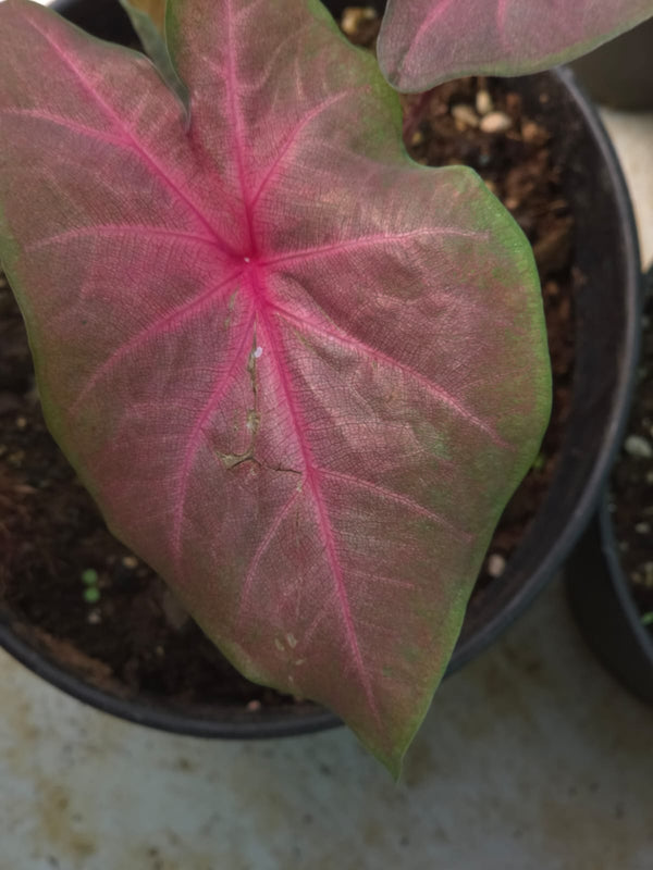 Caladium 264