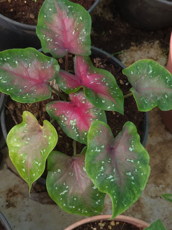 Caladium 267