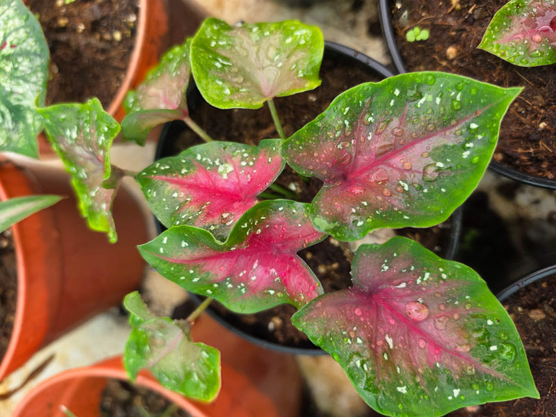 Caladium 271