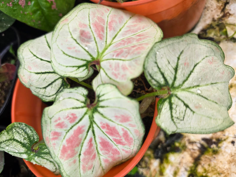Caladium 273