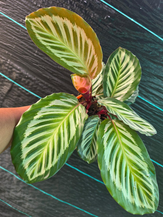 Calathea Jtone Prayer Plant