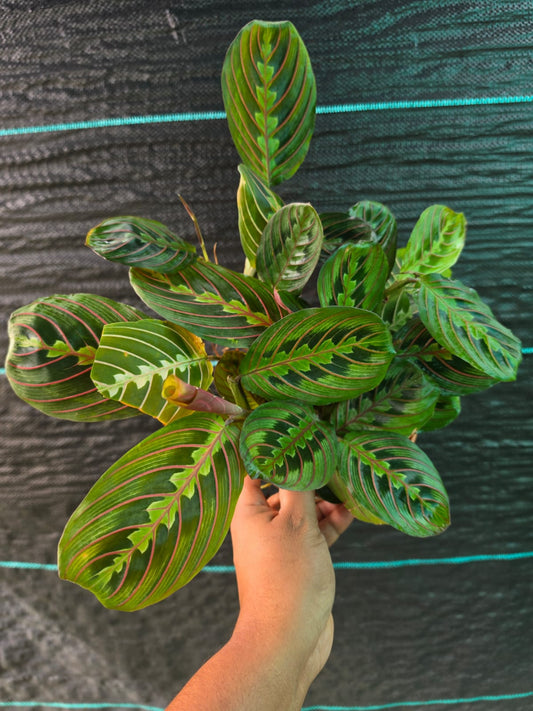 Calathea Prayer Plant