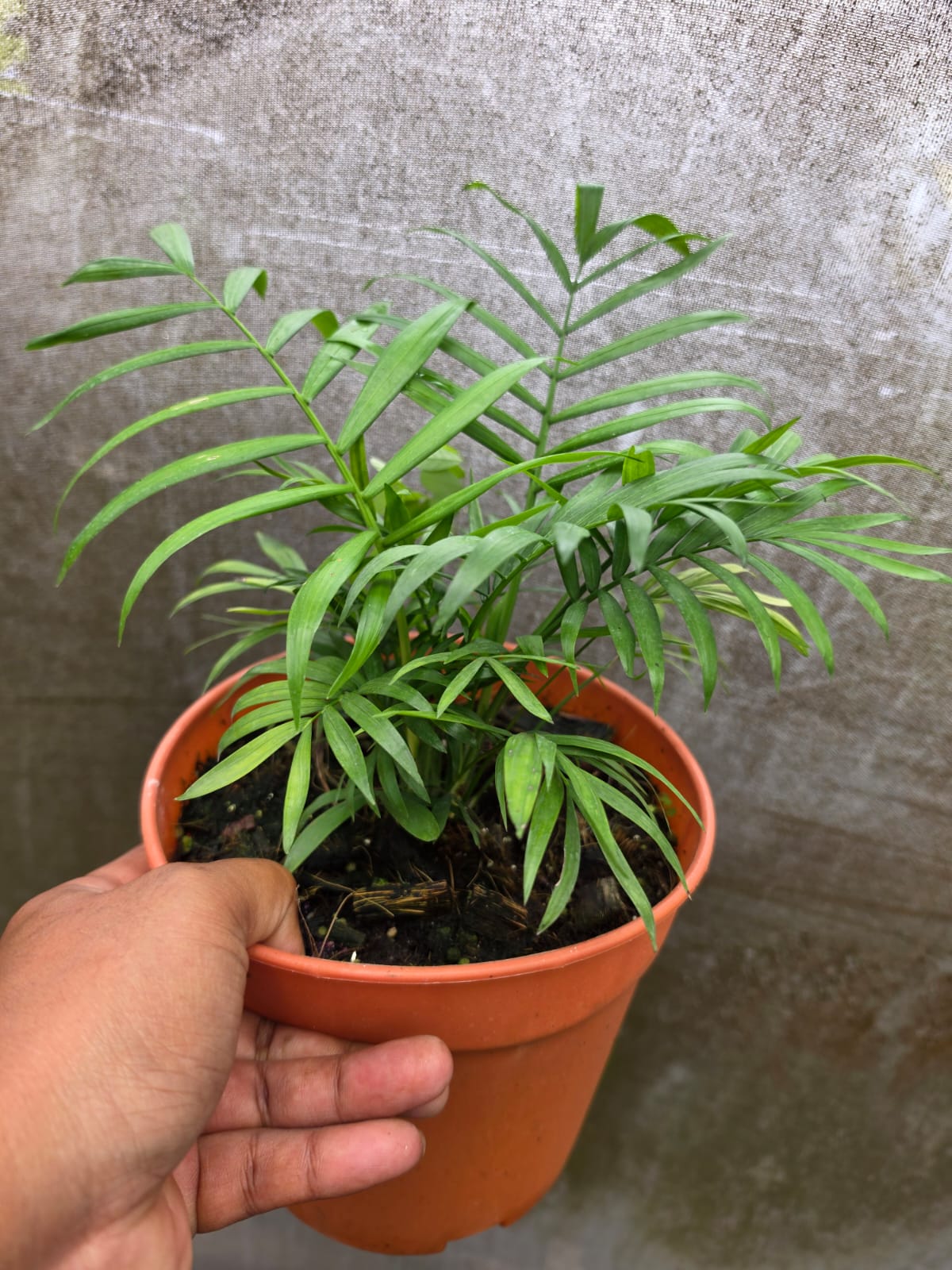 Chamaedorea Parlour Palm