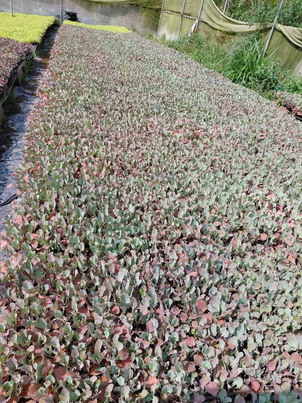 Choufleur