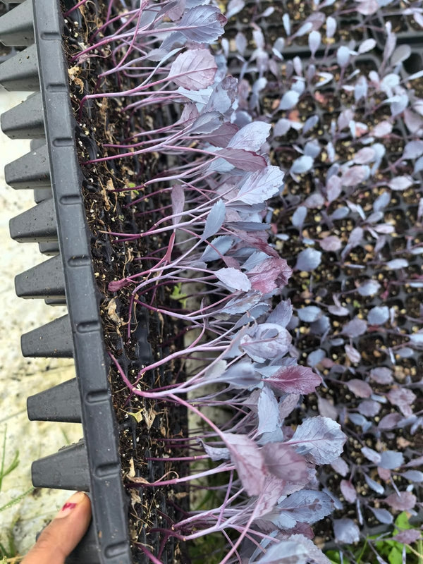 Choux Mauve