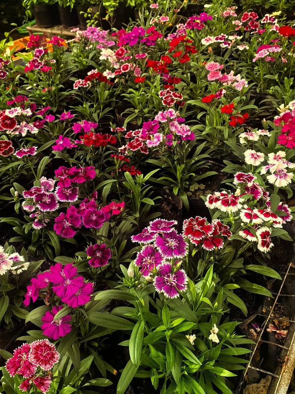 Dianthus 55_800x800.jpg