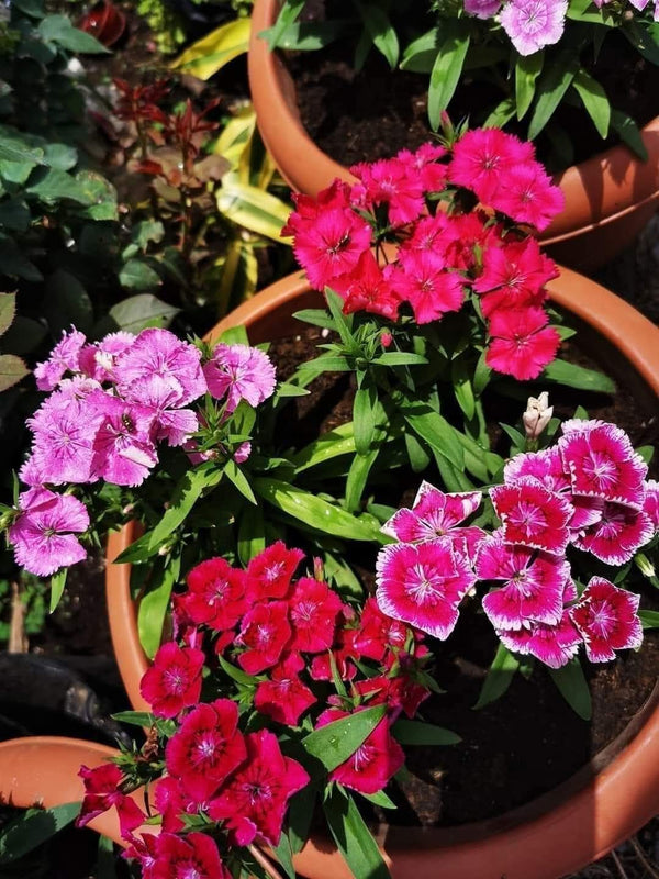 Dianthus 58_800x800.jpg
