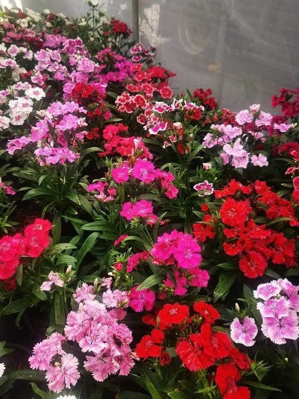 Dianthus 59_800x800.jpg