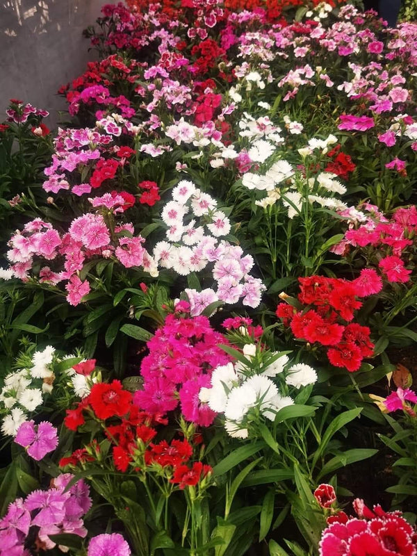 Dianthus 60_800x800.jpg