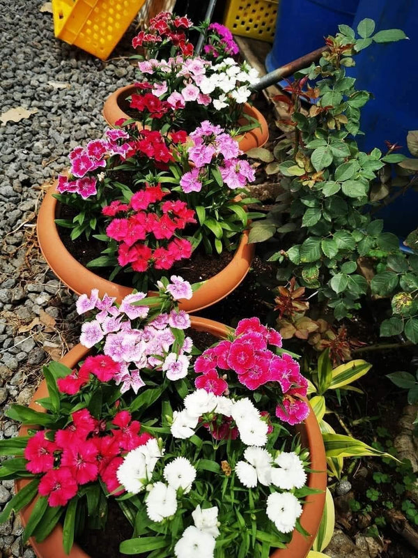 Dianthus 61_800x800.jpg