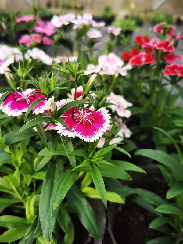 Dianthus Pink White