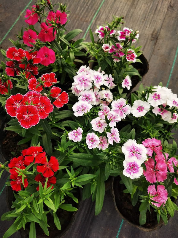 Dianthus 64_800x800.jpg