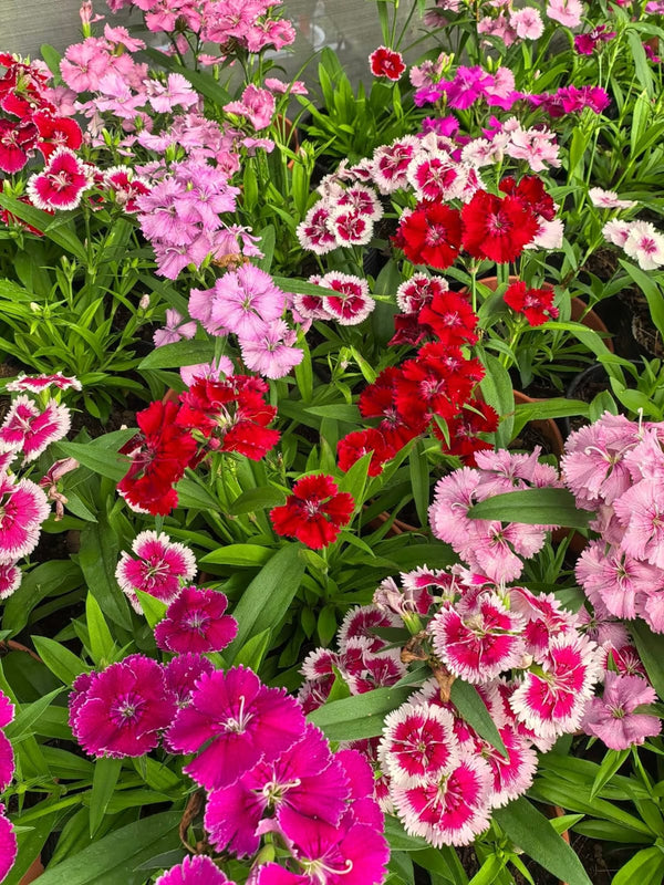 Dianthus 69_800x800.jpg