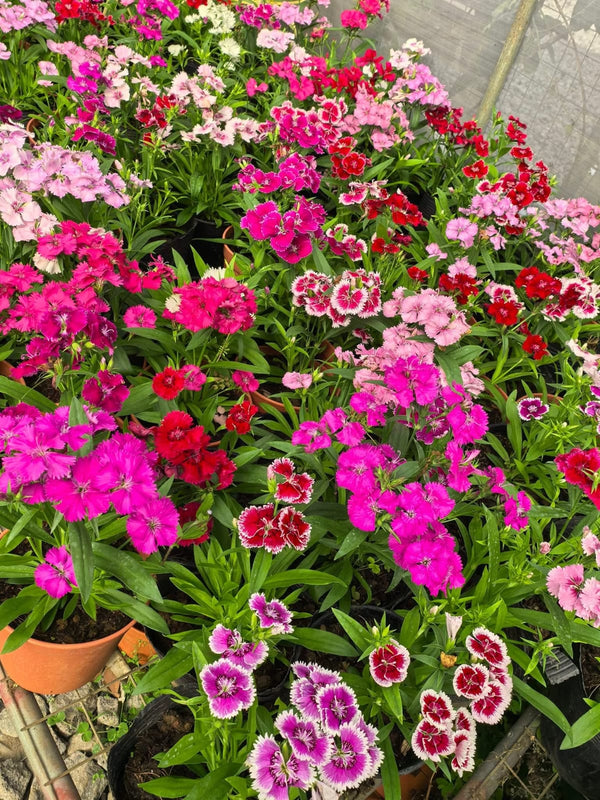 Dianthus 70_800x800.jpg