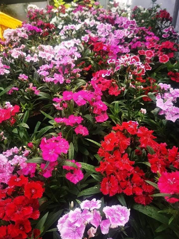 Dianthus 75_800x800.jpg