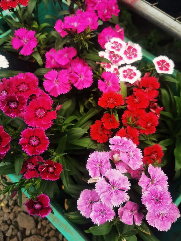 Dianthus 79_800x800.jpg