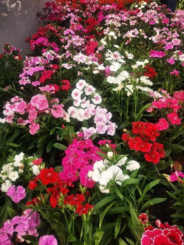 Dianthus 80_800x800.jpg