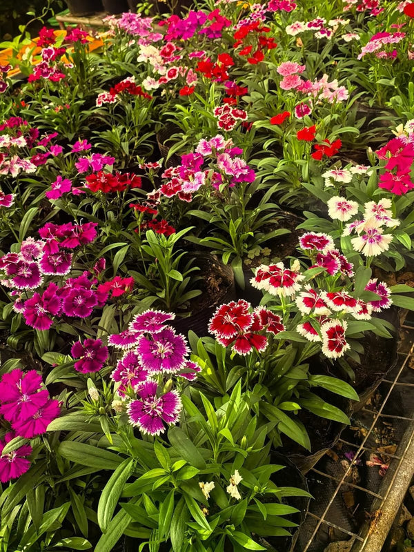 Dianthus 81_800x800.jpg