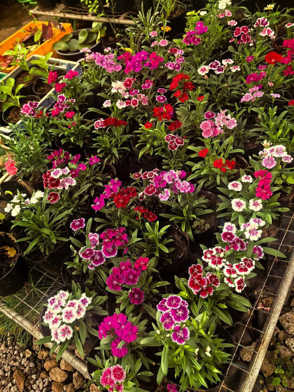 Dianthus 82_800x800.jpg