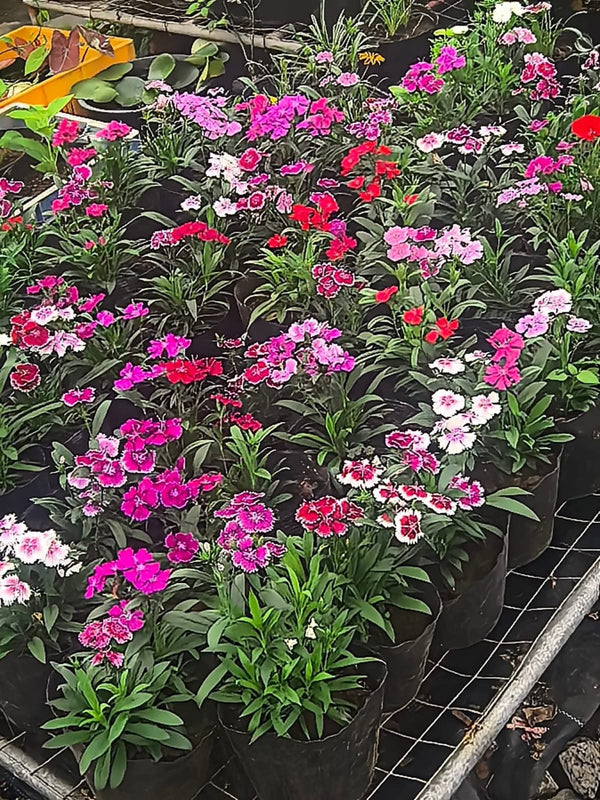 Dianthus 83_800x800.jpg