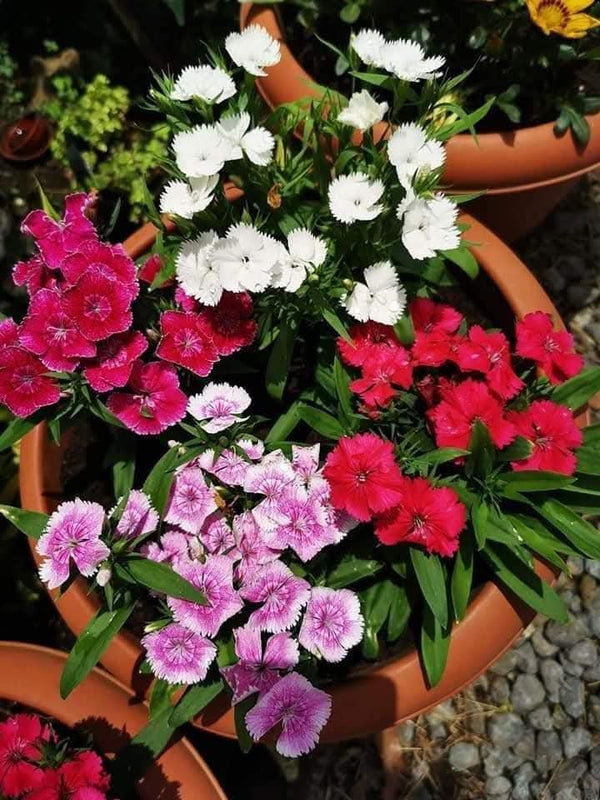 Dianthus 85_800x800.jpg
