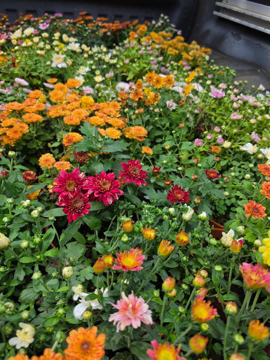 Dwarf Chrysanthemum White