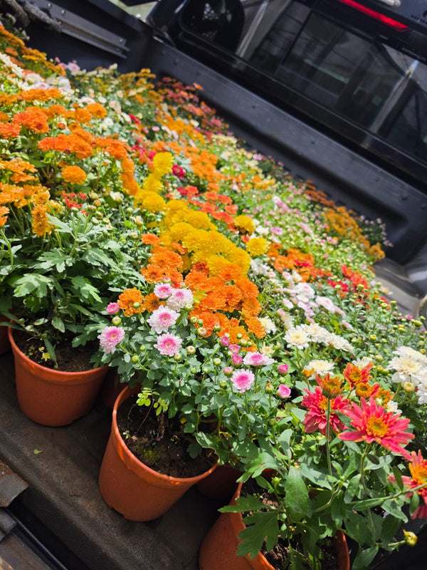 Dwarf Chrysanthemum Mixed 5