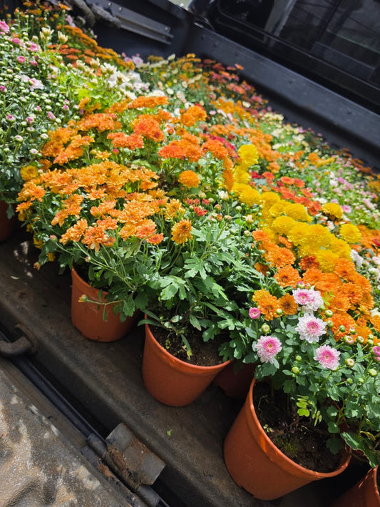 Dwarf Chrysanthemum Mixed 6