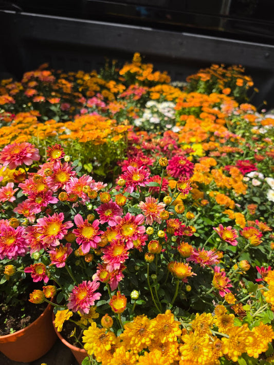 Dwarf Chrysanthemum Mixed 7