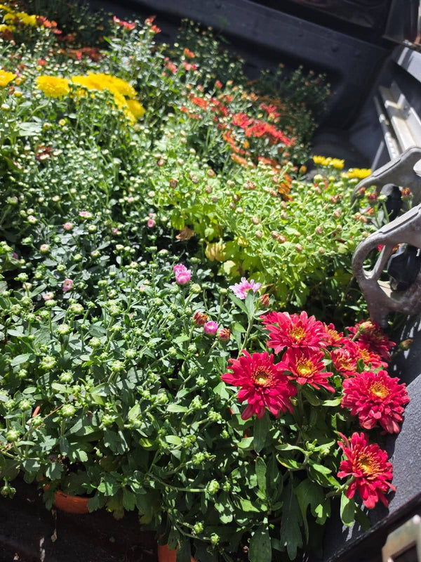 Dwarf Chrysanthemum Red