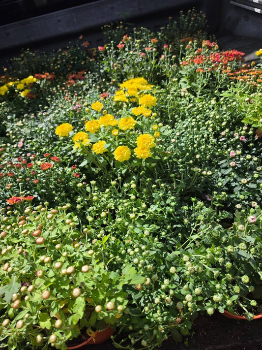 Dwarf Chrysanthemum Yellow