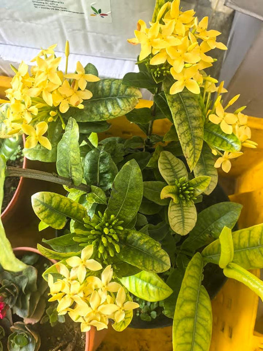 Dwarf Ixora Light Yellow