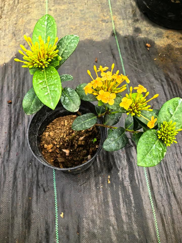 Dwarf Ixora Small Yellow
