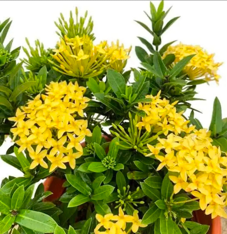 Dwarf Ixora Yellow