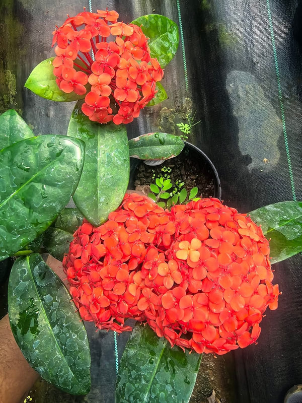 Dwarf Ixora Small Red