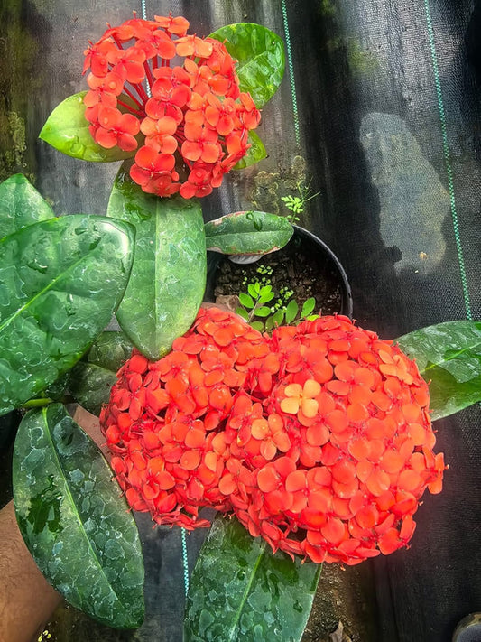 Dwarf Ixora Small Red