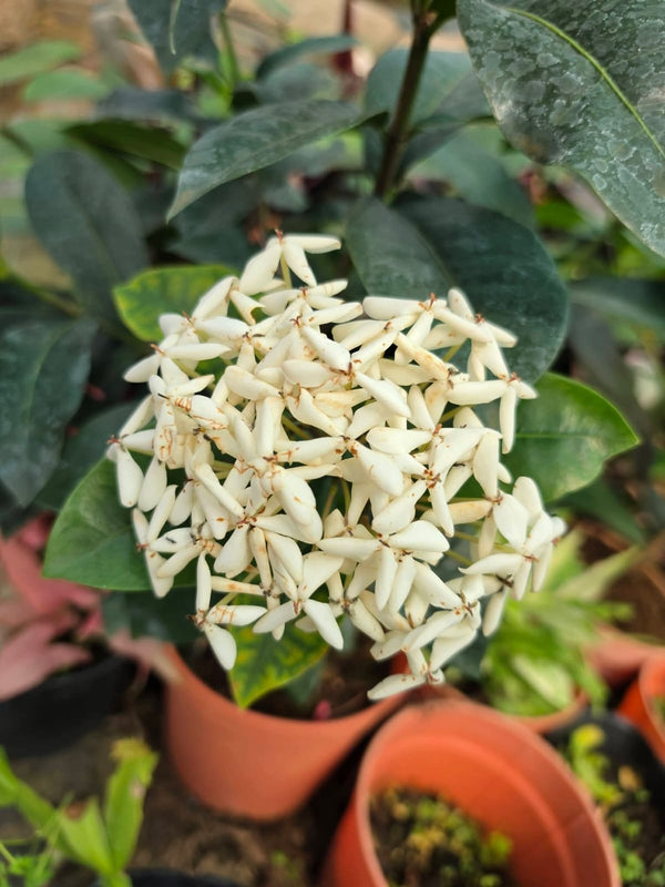 Dwarf Ixora Small White