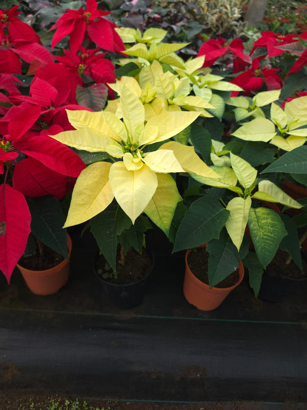 Dwarf Poinsettia 1