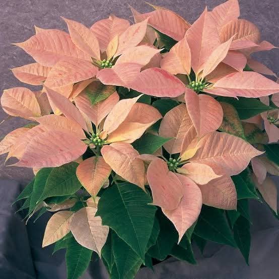 Dwarf Poinsettia Light Pink