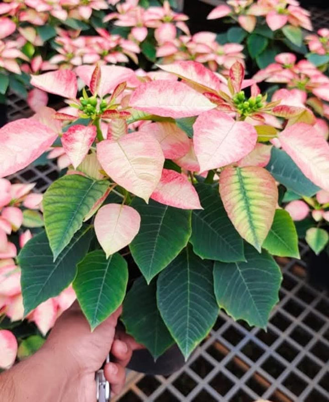 Dwarf Poinsettia Pink Creme