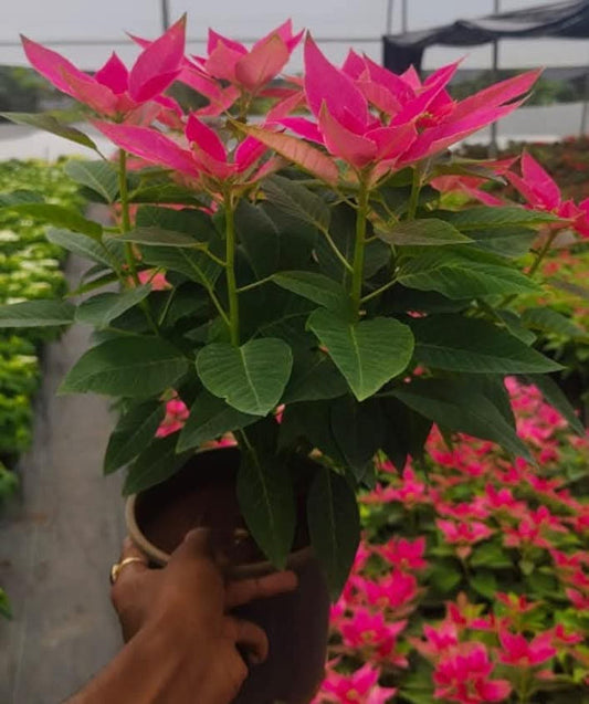 Dwarf Poinsettia Pinkish