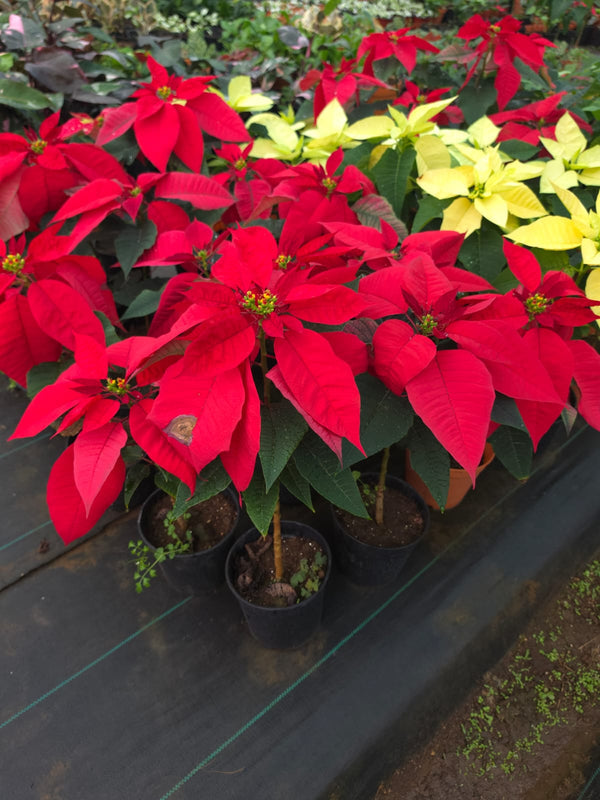 Dwarf Poinsettia Red