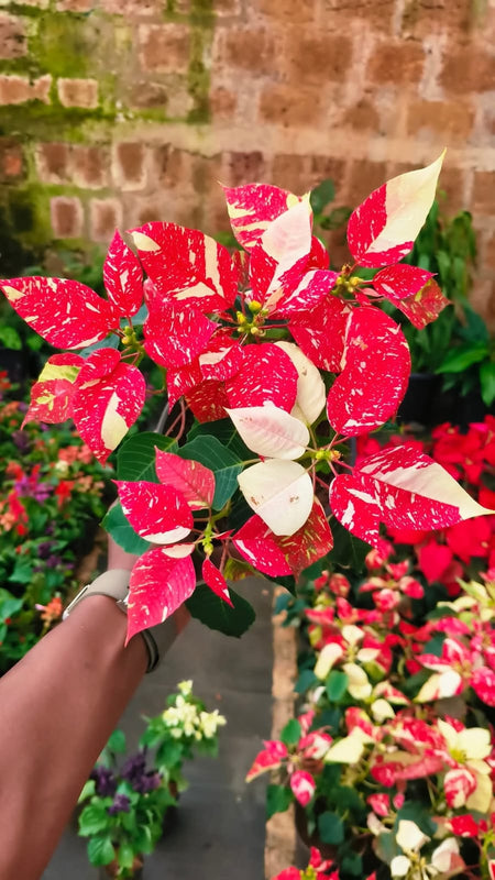 Dwarf Poinsettia Red Yellowish