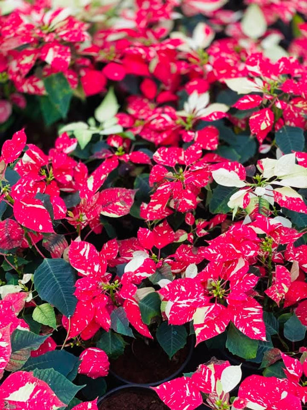 Dwarf Poinsettia Red Around Yellow
